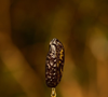 A Natura Ekos ressignifica a baunilha em uma proposta mais quente, amendoada, amadeirada e encorpada, mostrando como o ingrediente pode ir além do dulçor convencional e ganhar uma identidade mais madura e sofisticada na perfumaria