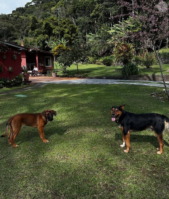 Aos 62 anos, Marcello Novaes mostra que qualidade de vida vai além de mansões: no interior da serra, o ator encontrou paz, silêncio e uma rotina conectada à terra