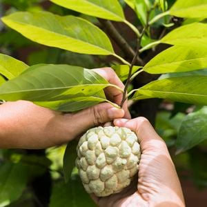 Atemoia também previne a anemia e ajuda também a perder peso, além de ajudar na saúde da pele