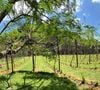 Com cerca de 3 mil metros quadrados, a propriedade se tornou o ponto de partida para um projeto que une natureza, agricultura e empreendedorismo.