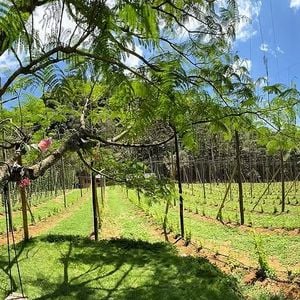 Com cerca de 3 mil metros quadrados, a propriedade se tornou o ponto de partida para um projeto que une natureza, agricultura e empreendedorismo.