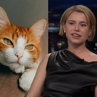 Favorita ao Oscar de Melhor Atriz, Jessie Buckley odeia gatos? Declaração da atriz de 'Hamnet' e 'A Noiva!' vira polêmica e irlandesa abre o jogo: 'Me incomodou'