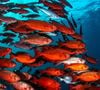 Empreendedorismo do padre Gallo: depois de secos e tratados, os peixes eram enviados para compradores europeus.