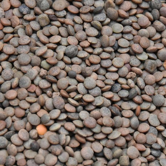 Lentilha favorece a oxigenação do sangue, prevenindo o cansaço e a anemia. Por controlar o colesterol, ela equilibra os níveis de açúcar no sangue e promove saciedade, ajudando no emagrecimento saudável