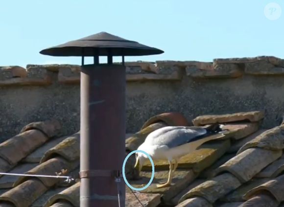 Gaivota alimentou filhote no teto da Capela Sistina pouco antes da fumaça branca sair da chaminé e anunciar escolha de Leão XIV. Situação foi notada por internautas