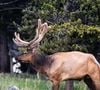 Área protegida do rancho de Harrison Ford em Wyoming serve de habitat para alces, águias-carecas, garças-azuis e trutas nativas (imagem ilustrativa)