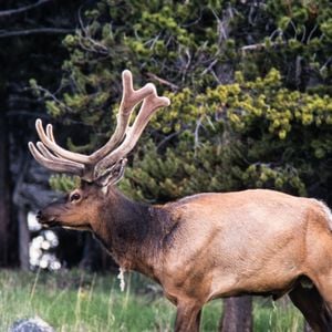 Área protegida do rancho de Harrison Ford em Wyoming serve de habitat para alces, águias-carecas, garças-azuis e trutas nativas (imagem ilustrativa)