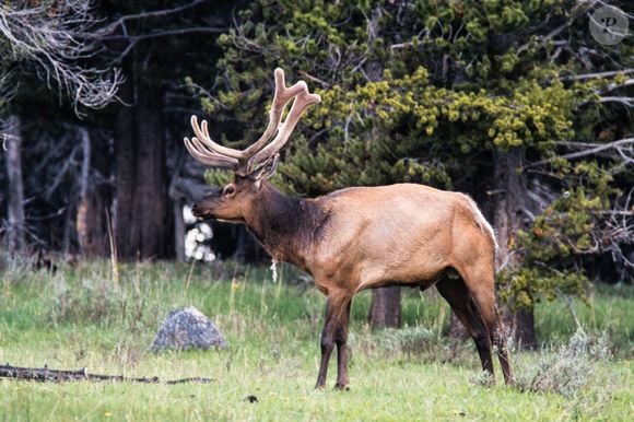 Área protegida do rancho de Harrison Ford em Wyoming serve de habitat para alces, águias-carecas, garças-azuis e trutas nativas (imagem ilustrativa)