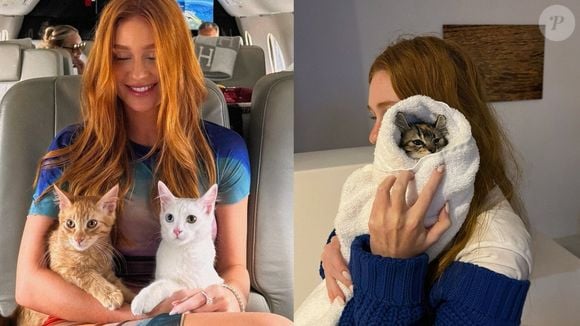 A memória dos gatos é mais complexa do que imaginamos e está intimamente ligada aos estímulos sensoriais, especialmente aos cheiros e aos sons