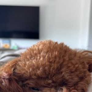Chihiro, cadelinha de Bruna Marquezine, conquista fãs e surpreende por habilidade considerada uma das maiores entre os cães