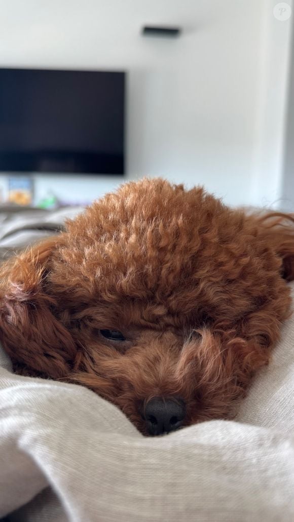 Chihiro, cadelinha de Bruna Marquezine, conquista fãs e surpreende por habilidade considerada uma das maiores entre os cães