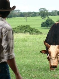 Lembra deles? Touro Bandido e Tião, da novela 'América', mantêm relação antiga e especial com a Festa do Peão de Barretos; saiba qual