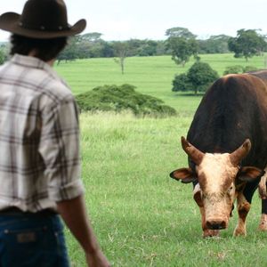 Tião e Touro Bandido são elementos importantes da novela 'América' e da Festa do Peão de Barretos