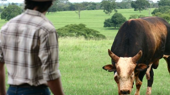 Lembra deles? Touro Bandido e Tião, da novela 'América', mantêm relação antiga e especial com a Festa do Peão de Barretos; saiba qual