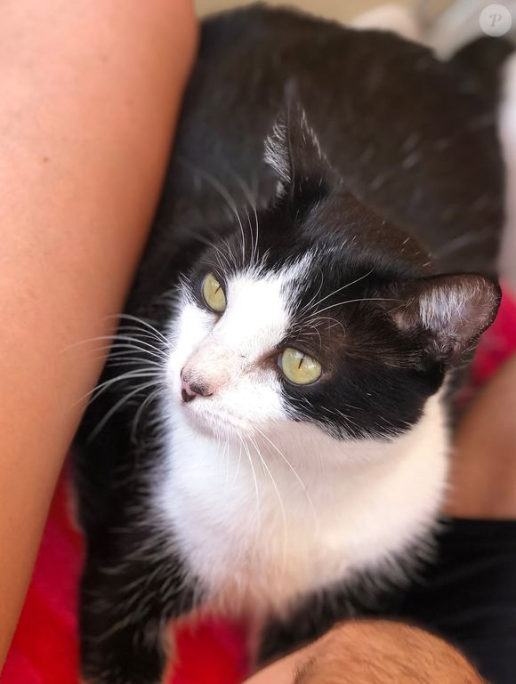 Marina Ruy Barbosa fez post emocionante para revelar sumiço do gato João: 'Não sei se ele está machucado, se alguém fez alguma maldade… só sei que preciso de ajuda'