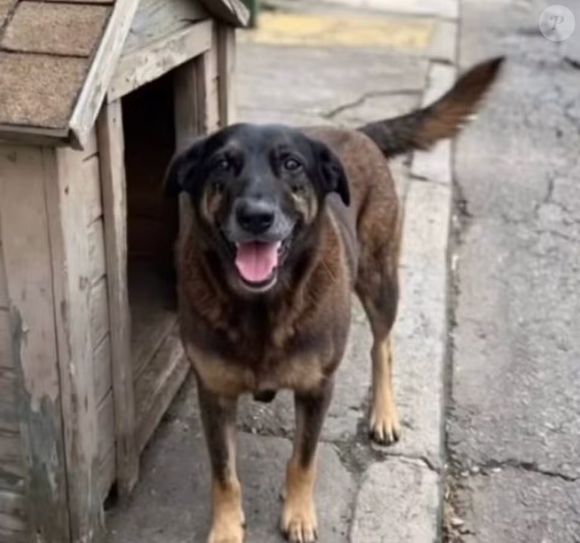 Cão Orelha foi encontrado muito ferido após dias desaparecido e precisou ser sacrificado: animal foi morto por 4 menores