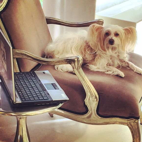 Belinha, cadela de estimação de Ana Maria Braga, foi dama de honra do casamento da apresentadora com Marcelo Frisoni