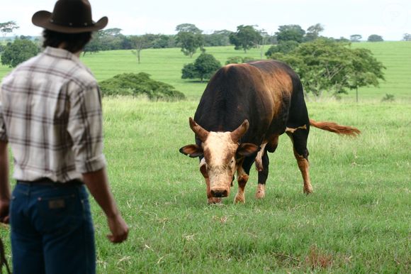 Touro Bandido da novela América ganhou uma estátua em Barretos