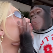 'Ela sabia exatamente o que estava fazendo': Virgínia Fonseca aparece beijando macaco e é acusada de incitar racismo pela web após término com Vini Jr.
