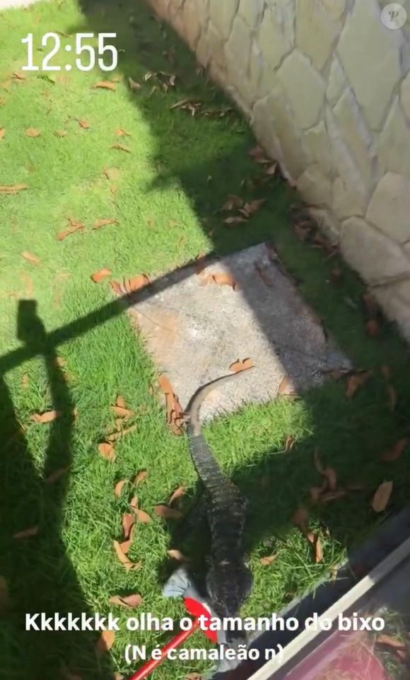 Lagarto invade casa de Virgínia Fonseca