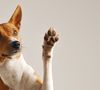 Mel, nome da bebê que o casal espera para nascer já já, está no top 3 de nomes de pets fêmeas mais populares do Brasil, segundo levantamento do Veto Pet