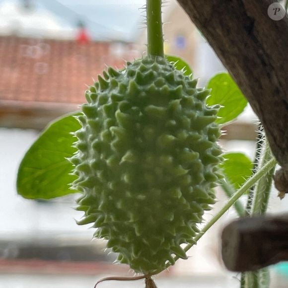 Rico em cálcio, o maxixe também é um aliado de mulheres na menopausa, uma vez que, na fase da menopausa, o risco de perda de massa óssea aumenta