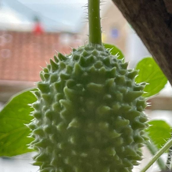 Rico em cálcio, o maxixe também é um aliado de mulheres na menopausa, uma vez que, na fase da menopausa, o risco de perda de massa óssea aumenta