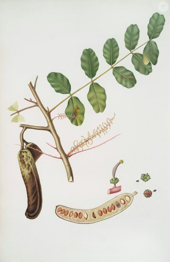 Fonte de fibras, vitaminas do complexo B, cálcio e magnésio, a alfarroba tem diversos benefícios para a saúde