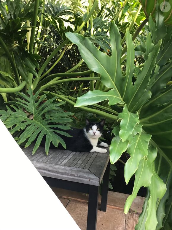 Marina Ruy Barbosa compartilhou várias fotos do gato João, que está desaparecido desde 23 de agosto de 2025