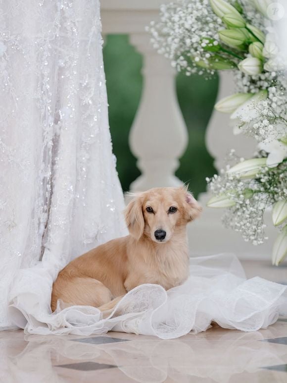 Uma pesquisa de 2024 apontou que uma ligação mais forte com animais de estimação estava associado a maior empatia pelos próprios animais