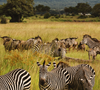 Zanzibar, na Tanzânia, possui o Parque Nacional Mikumi, repleto de elefantes e girafas