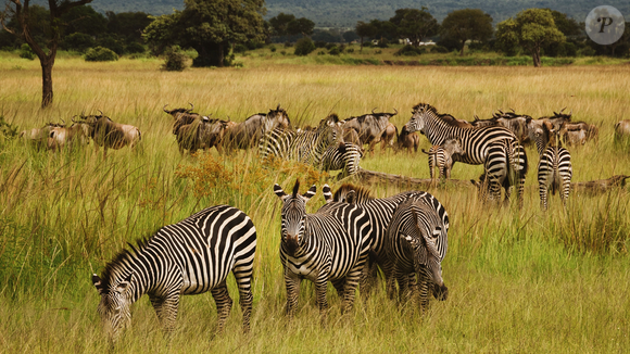 Zanzibar, na Tanzânia, possui o Parque Nacional Mikumi, repleto de elefantes e girafas