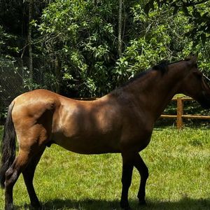 Na propriedade, Marcello Novaes cuida de animais e não permite nenhum tipo de abate