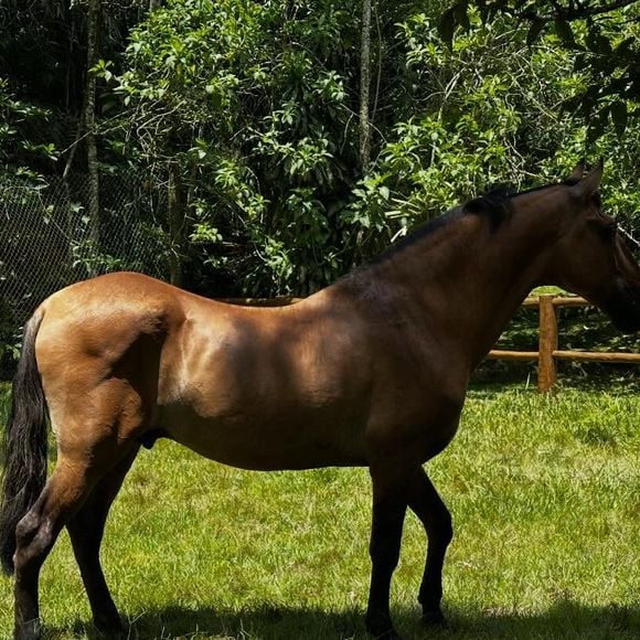 Na propriedade, Marcello Novaes cuida de animais e não permite nenhum tipo de abate