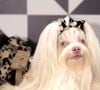 Estudo aponta que empatia com animais também apareceu relacionada a comportamentos mais pró-sociais com outras pessoas, como preocupação e disposição para ajudar.