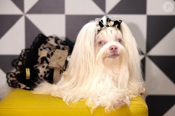 Estudo aponta que empatia com animais também apareceu relacionada a comportamentos mais pró-sociais com outras pessoas, como preocupação e disposição para ajudar.