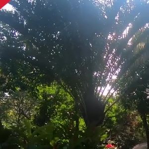 Nova mansão de Anitta tem uma entrada cinematográfica