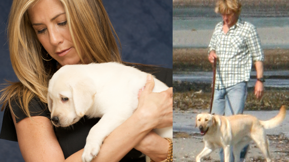 'Nem seis, nem dezoito: a quantidade de cachorros que 'foram' Marley em 'Marley e Eu' vai deixar de queixo caído até o maior fã de pets