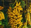 A banana fornece energia imediata e melhora a contração muscular durante o treino, prevenindo cãibras e ajudando a ganhar massa muscular
