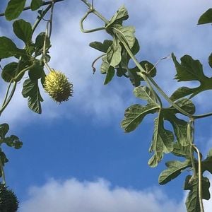 O maxixe carrega nutrientes que fazem a diferença na saúde feminina, especialmente nas fases de menstruação e menopausa