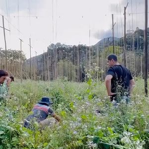 Thiago Lacerda é proprietário de uma fazenda, onde cultiva lúpulo, um dos quatro ingredientes essenciais na fabricação de cerveja