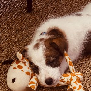 Tati Machado revelou que o seu cachorrinho, Mauro, tem ajudado bastante no processo de luto