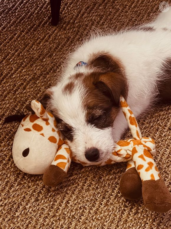 Tati Machado revelou que o seu cachorrinho, Mauro, tem ajudado bastante no processo de luto