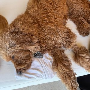 Pet mais famosa da família de Angélica e Luciano Huck, Gringa chamou atenção dos familiares de Dua Lipa