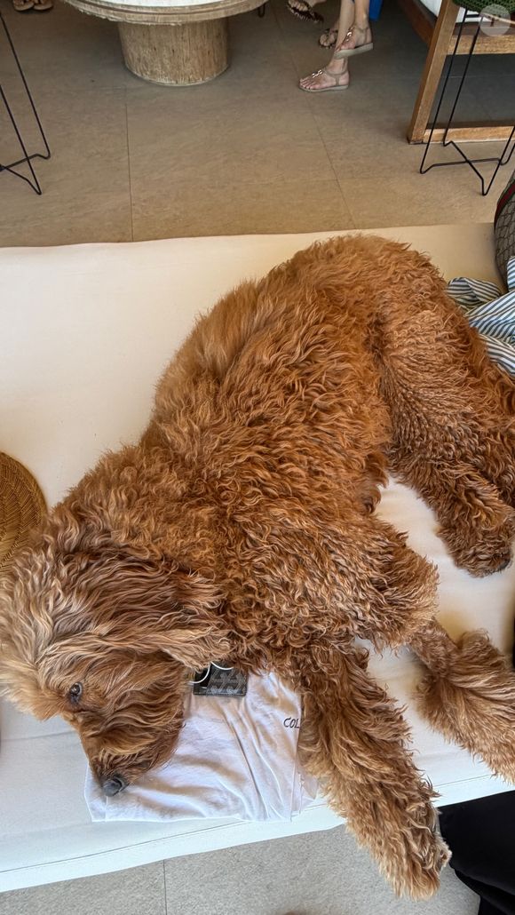 Pet mais famosa da família de Angélica e Luciano Huck, Gringa chamou atenção dos familiares de Dua Lipa