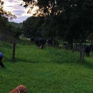 André Marques também construiu um espaço específico para que seus cachorros fiquem livres pelo local