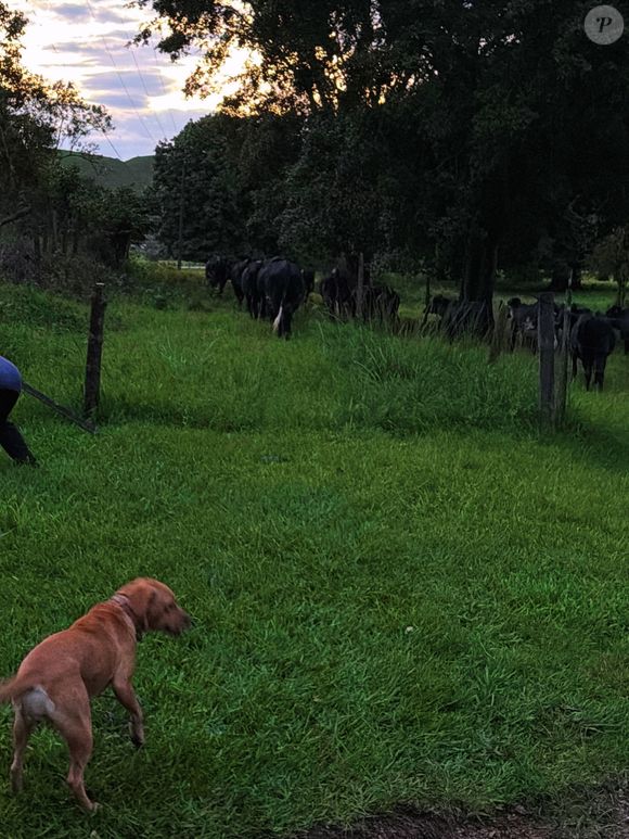 André Marques também construiu um espaço específico para que seus cachorros fiquem livres pelo local