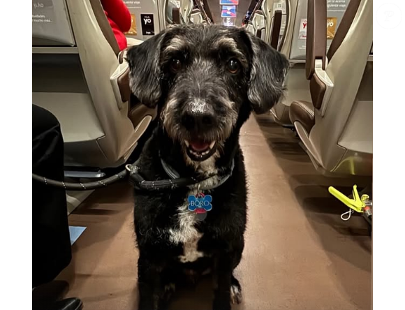 A história que comoveu o país: o cachorro Boro desapareceu após o acidente e se tornou símbolo de esperança em meio à tragédia