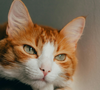 A poucos dias do Oscar 2026, declaração polêmica de Jessie Buckley sobre gatos reaparece e provoca reação entre fãs de felinos