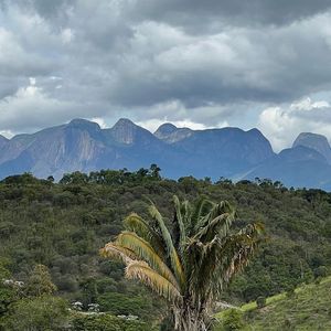 Marcos Palmeira já plantou cerca de 20 mil mudas de espécies nativas da Mata Atlântica